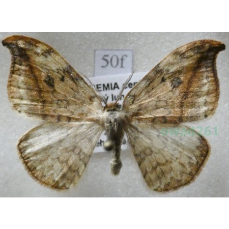 Drepana falcataria (Linnaeus, 1758) male Wycinka sierpianka Czech50f